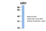 RMP Antibody in Western Blot (WB)