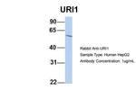 RMP Antibody in Western Blot (WB)