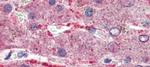 GPSM2 Antibody in Immunohistochemistry (Paraffin) (IHC (P))