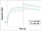 CYP11A1 Antibody in Surface plasmon resonance (SPR)