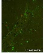 CHI3L1 Antibody in Immunocytochemistry (ICC/IF)