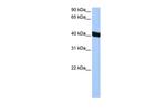 CHI3L1 Antibody in Western Blot (WB)