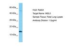 INSL5 Antibody in Western Blot (WB)