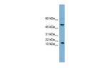 INSL5 Antibody in Western Blot (WB)