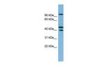 EXOC5 Antibody in Western Blot (WB)