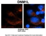 DNM1L Antibody in Immunohistochemistry (IHC)