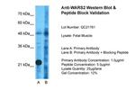 WARS2 Antibody in Western Blot (WB)