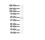 PDE12 Antibody in Western Blot (WB)