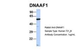 LRRC50 Antibody in Western Blot (WB)