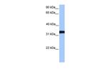 LDHC Antibody in Western Blot (WB)