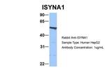 ISYNA1 Antibody in Western Blot (WB)