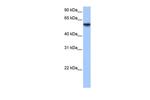 ISYNA1 Antibody in Western Blot (WB)