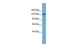 TEX14 Antibody in Western Blot (WB)