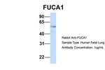 FUCA1 Antibody in Western Blot (WB)