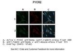 PYCR2 Antibody in Immunocytochemistry (ICC/IF)