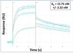 CPEB3 Antibody in Surface plasmon resonance (SPR)