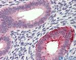 FCHO1 Antibody in Immunohistochemistry (IHC)