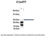 C1orf77 Antibody in Immunoprecipitation (IP)