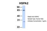 HSPA2 Antibody in Western Blot (WB)