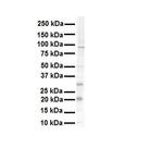 K-Ras Antibody in Western Blot (WB)