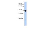 NAPE PLD Antibody in Western Blot (WB)