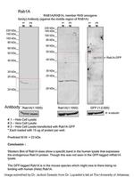 RAB1A Antibody in Western Blot (WB)