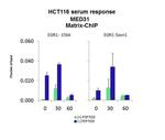 MED31 Antibody in ChIP Assay (CHIP)