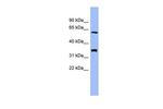 HECA Antibody in Western Blot (WB)