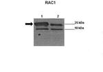 RAC1 Antibody in Western Blot (WB)