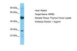 NPM2 Antibody in Western Blot (WB)