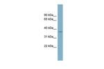 SPAG4L Antibody in Western Blot (WB)