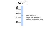 AZGP1 Antibody in Western Blot (WB)