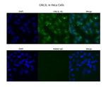 GNL3L Antibody in Immunocytochemistry (ICC/IF)