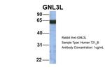 GNL3L Antibody in Western Blot (WB)