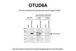 OTUD6A Antibody in Western Blot (WB)