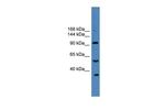 USP29 Antibody in Western Blot (WB)