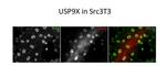 USP9X Antibody in Immunocytochemistry (ICC/IF)