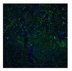 TAAR5 Antibody in Immunohistochemistry (IHC)