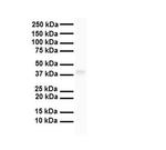 TAAR5 Antibody in Western Blot (WB)