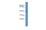 TAAR5 Antibody in Western Blot (WB)