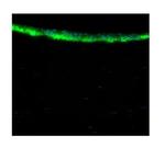 ALDH3A1 Antibody in Immunohistochemistry (IHC)