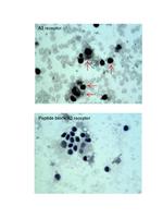 ADORA3 Antibody in Immunohistochemistry (IHC)