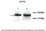 CNTFR Antibody in Western Blot (WB)