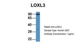 LOXL3 Antibody in Western Blot (WB)