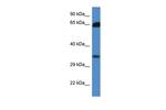 MRI1 Antibody in Western Blot (WB)