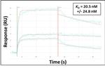 HEXA Antibody in Surface plasmon resonance (SPR)