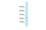 MOBP Antibody in Western Blot (WB)