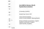 MRPL12 Antibody in Western Blot (WB)