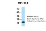 RPL36AL Antibody in Western Blot (WB)