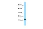 RPL36AL Antibody in Western Blot (WB)